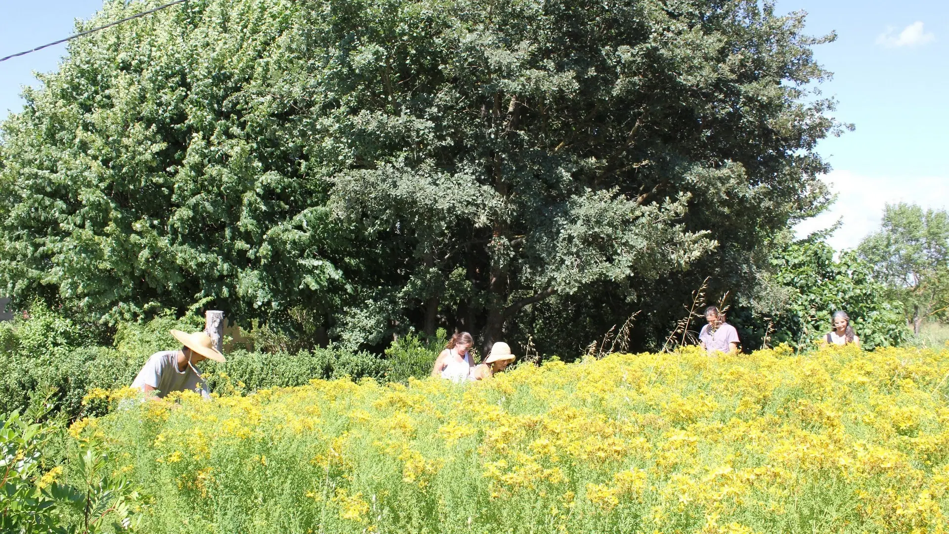 Les Sentiers de l'Abondance in Eygalières Field