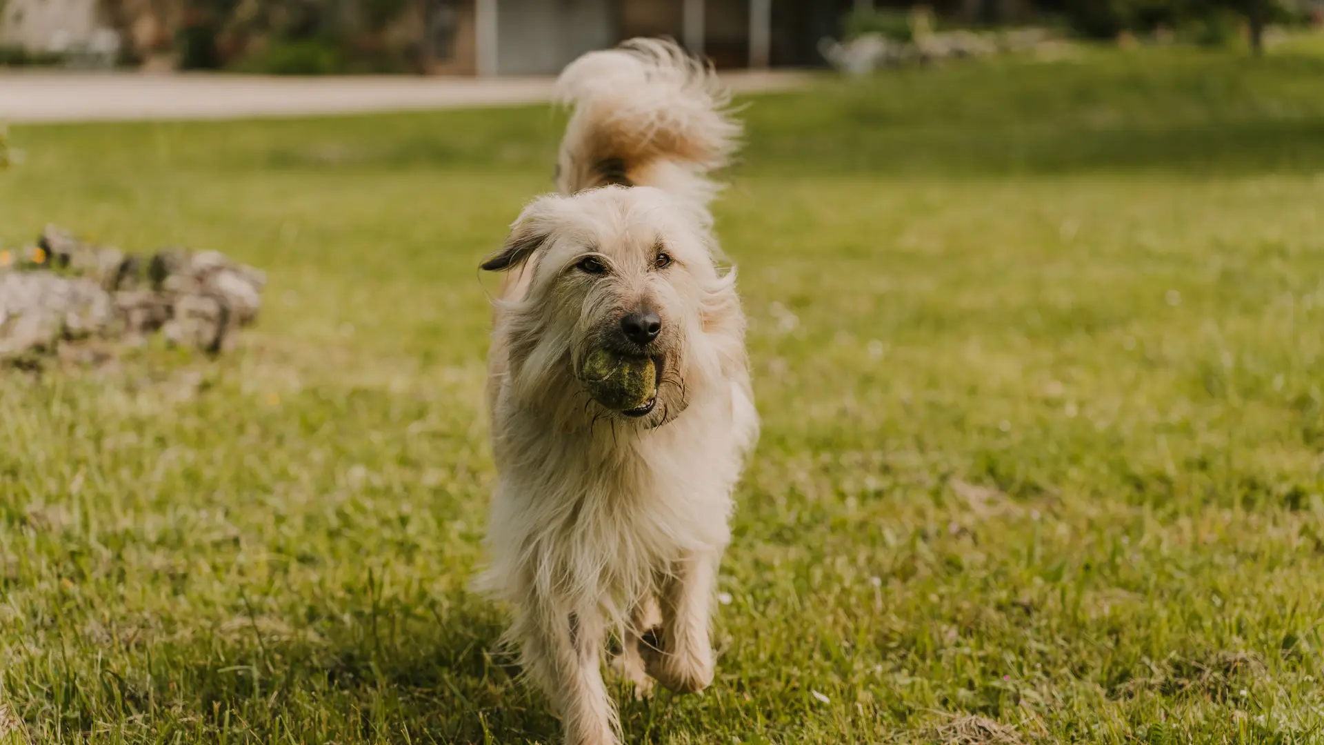le chien
