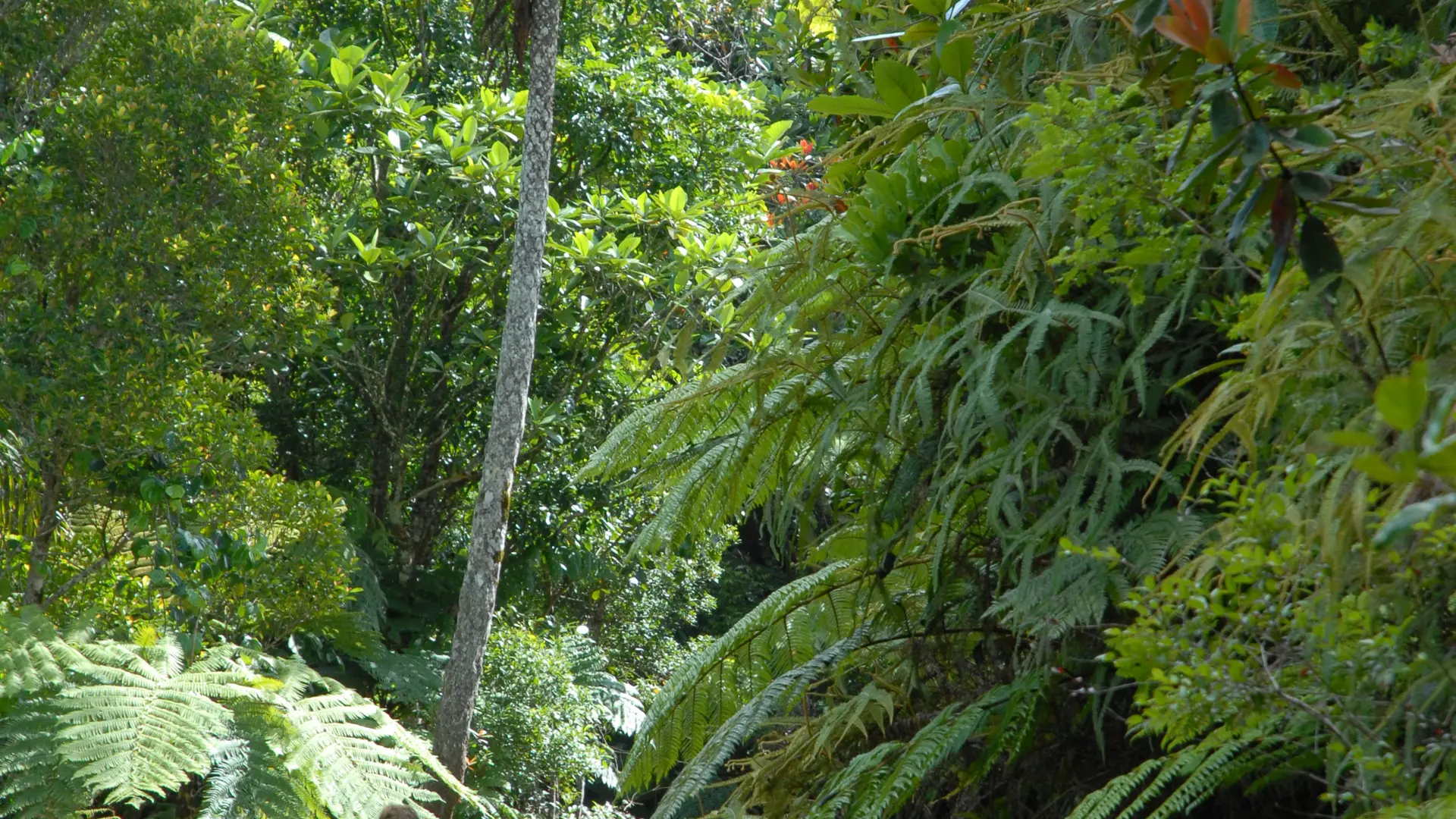 Le sentier Panoramique