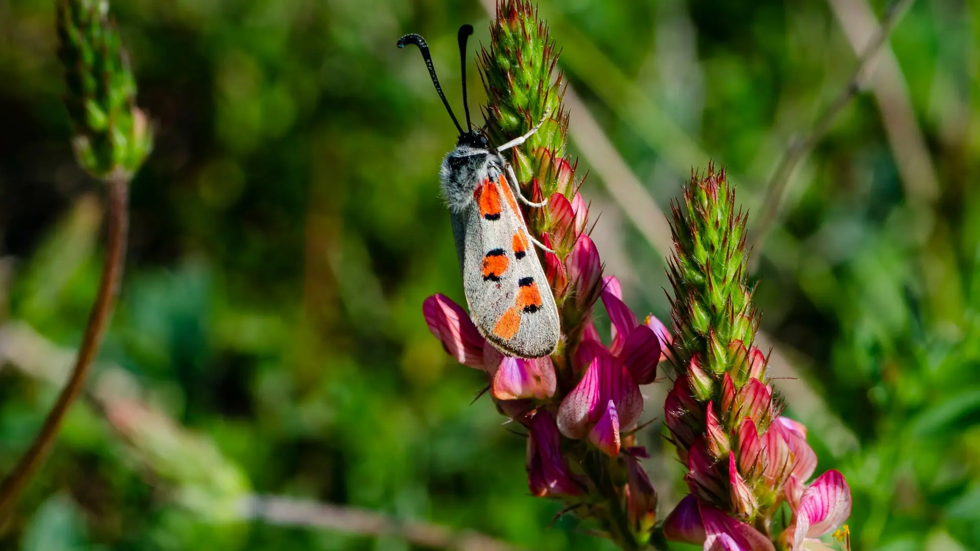 Sur le circuit d'Upaix... il faut ouvrir grand les yeux