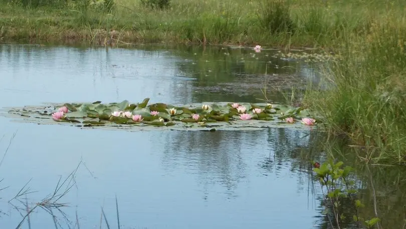 Etang sur la propriété