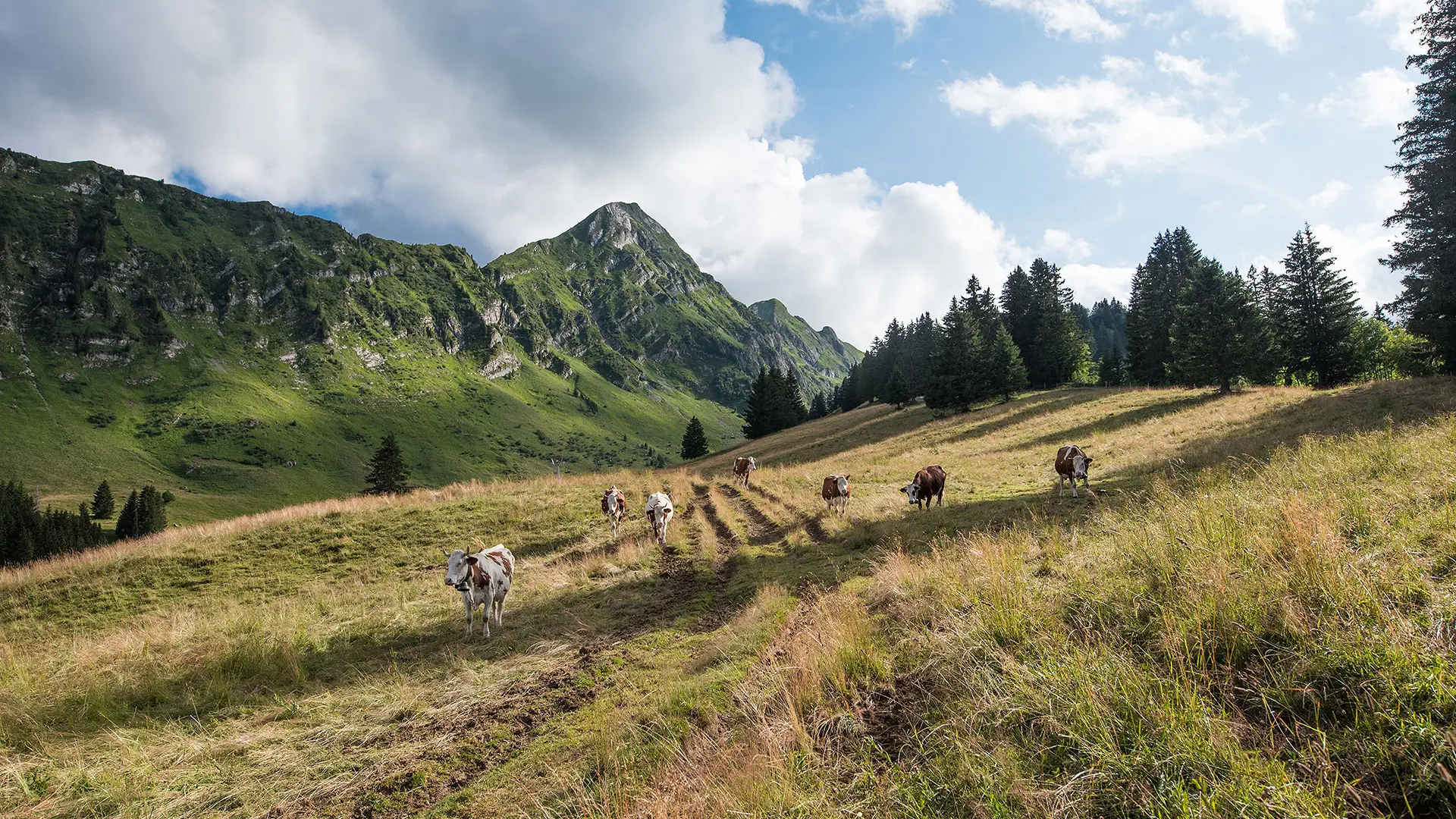 Les vaches en alpage et le Roc d'Enfer