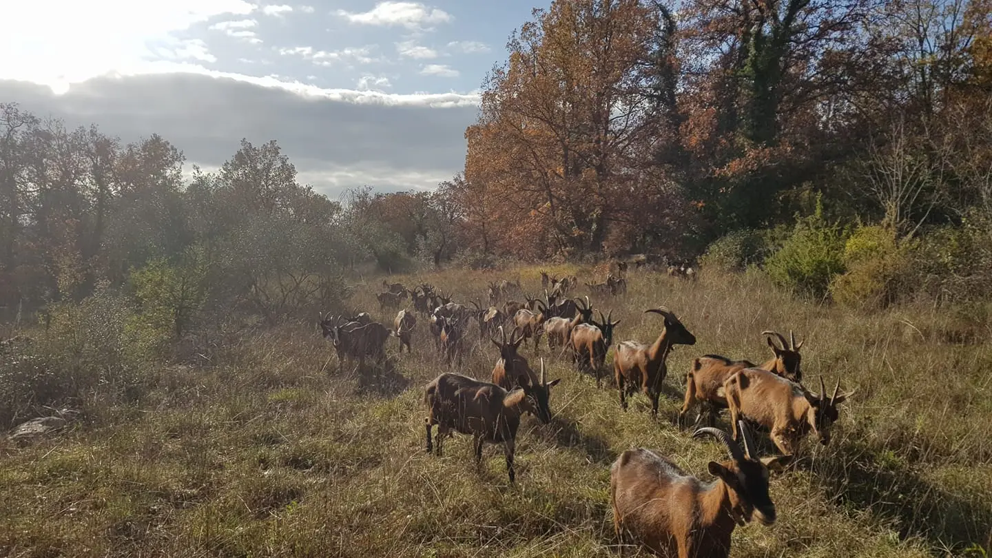 Chèvres en pastoralisme