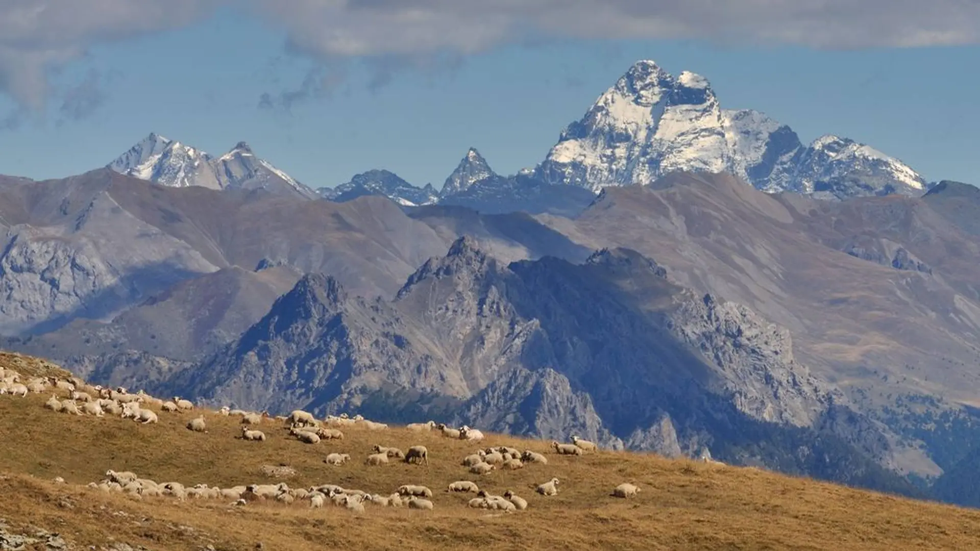 Troupeau de brebis à l'Alp de Réotier - Vautisse