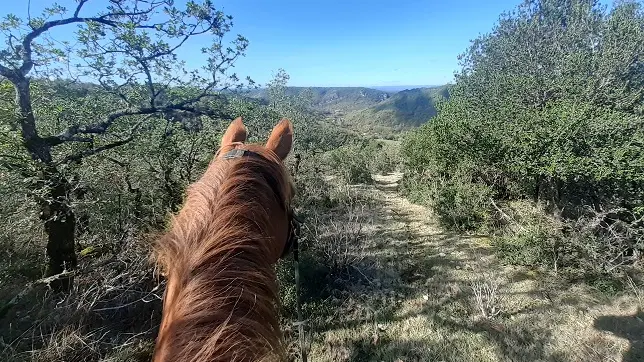 Balade à cheval dans le pré