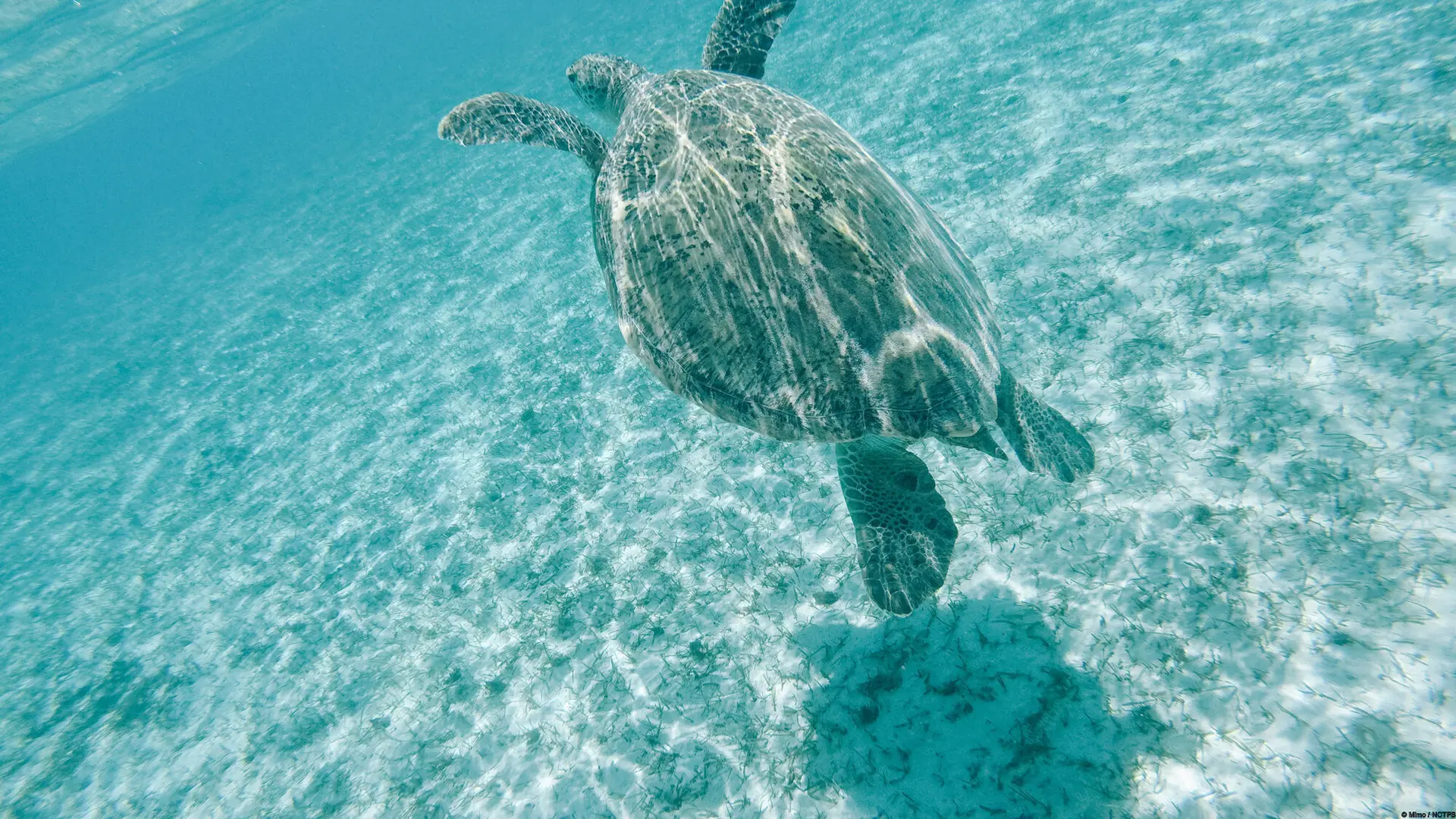 Meet turtles at Signal Islet around Noumea