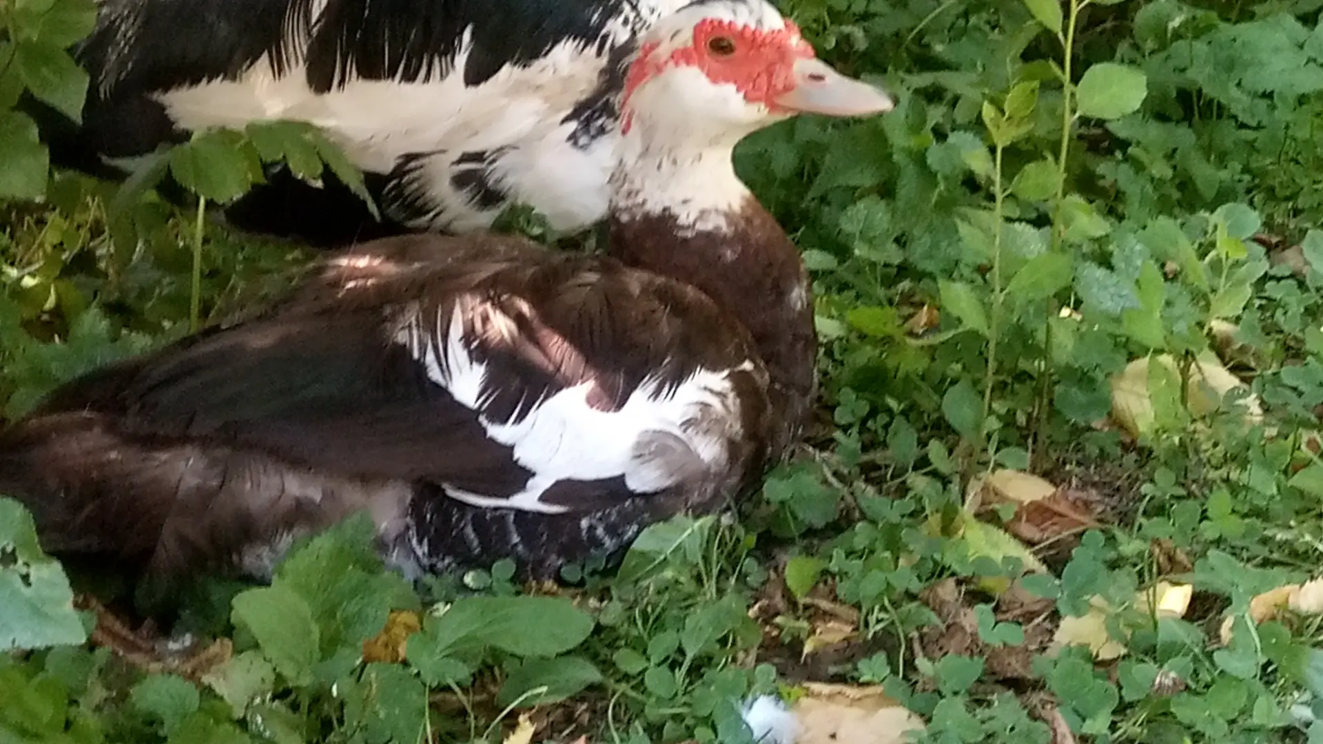 Brioche et Baldaquin