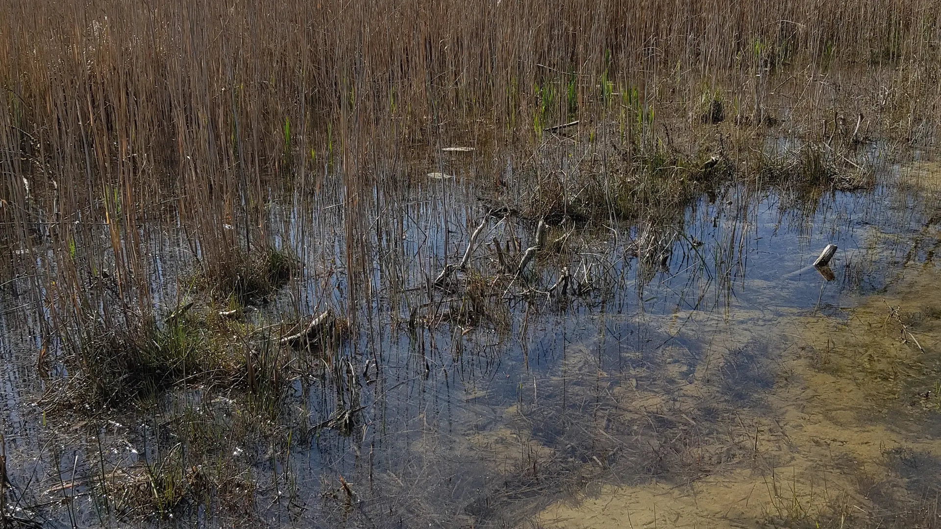 Les méandres du Rhône, une zone humide