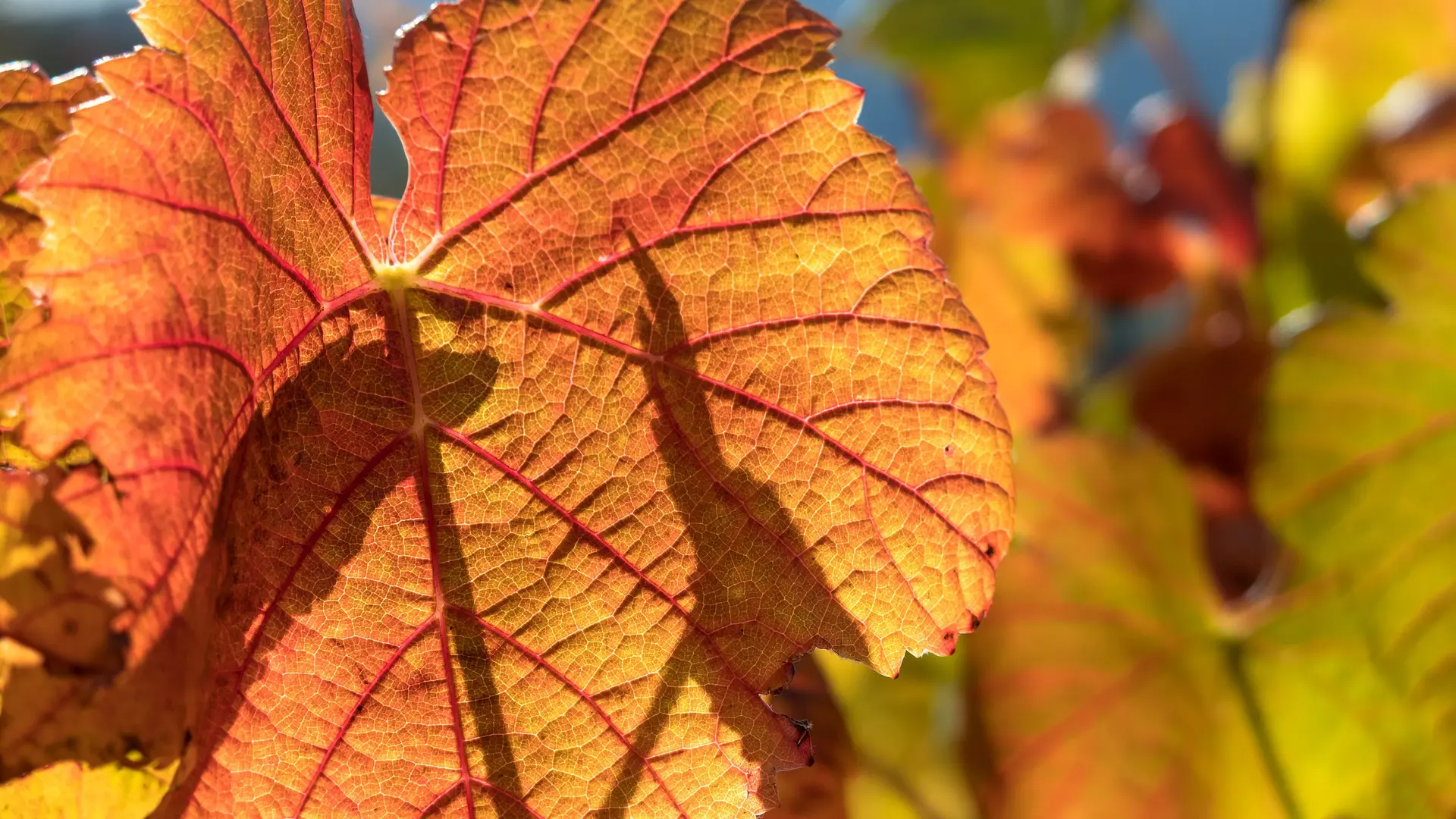 vignes