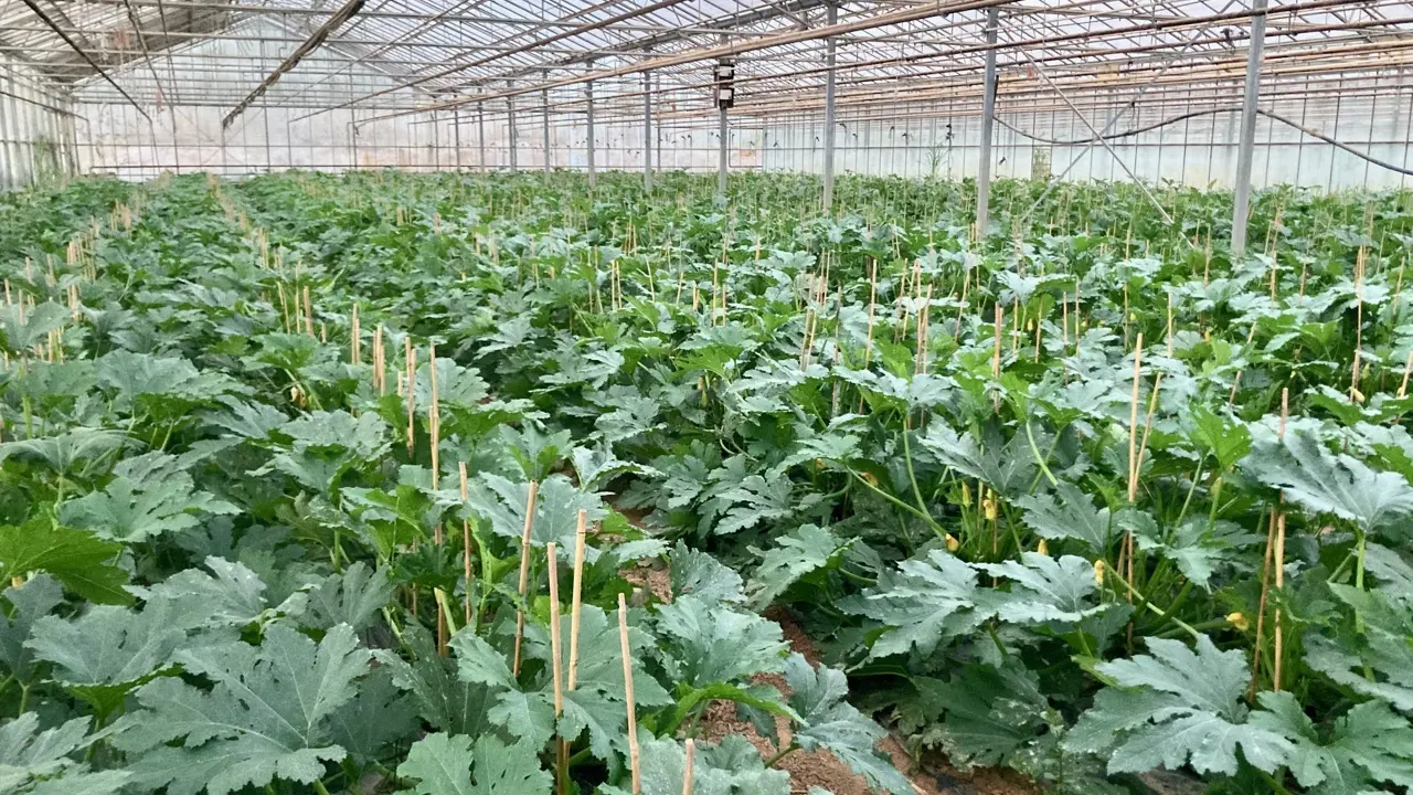 Culture d e courgettes sous abri
