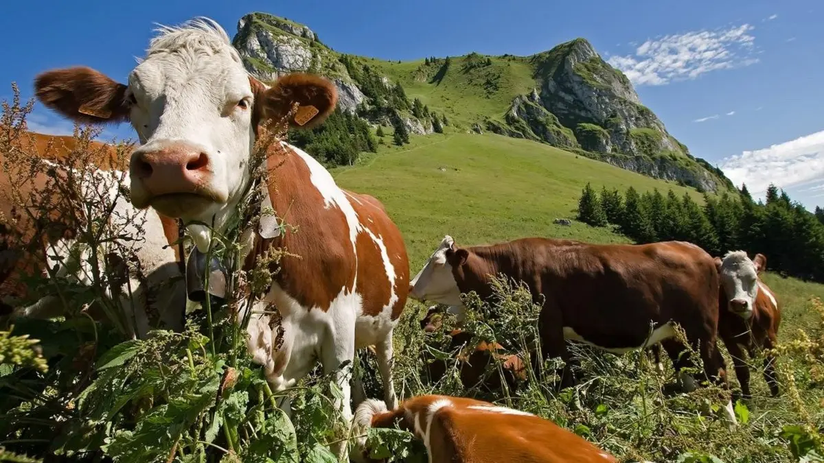 troupeau de vaches en alpage proches du refuge