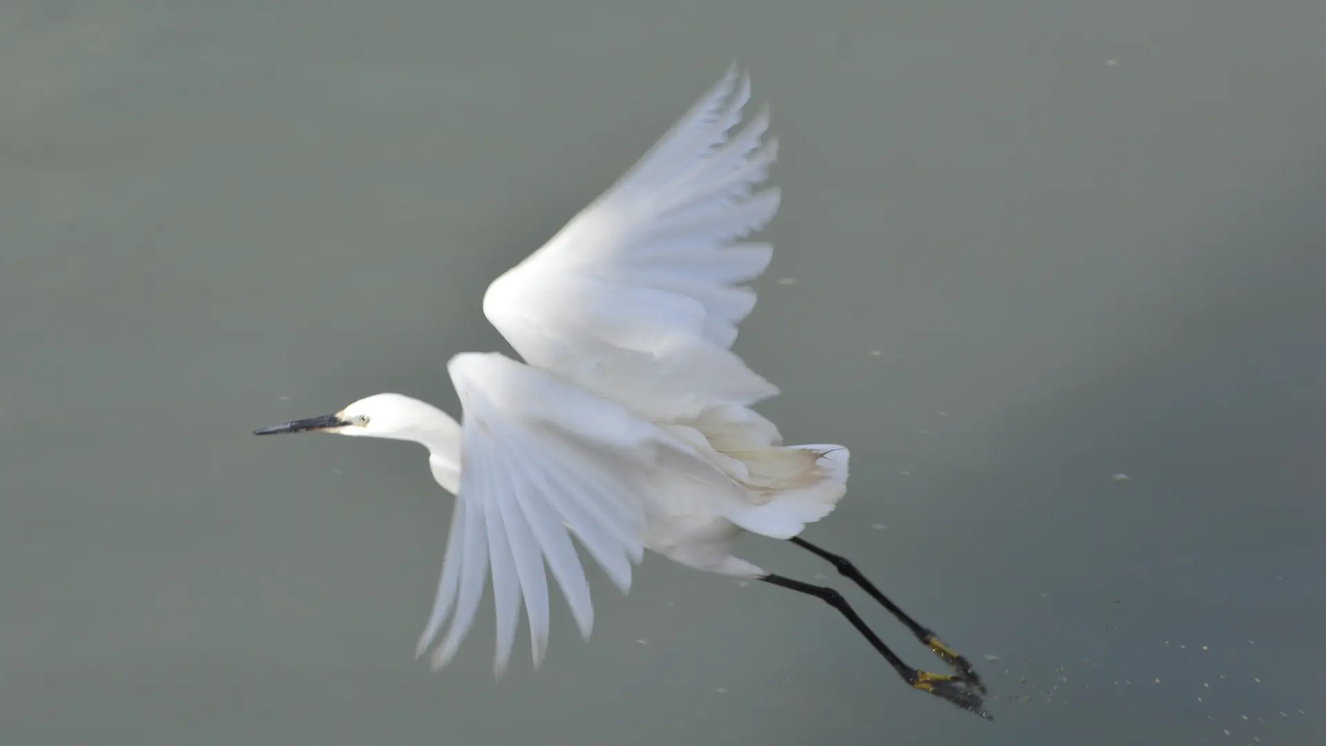 Une aigrette garzette prend son envol