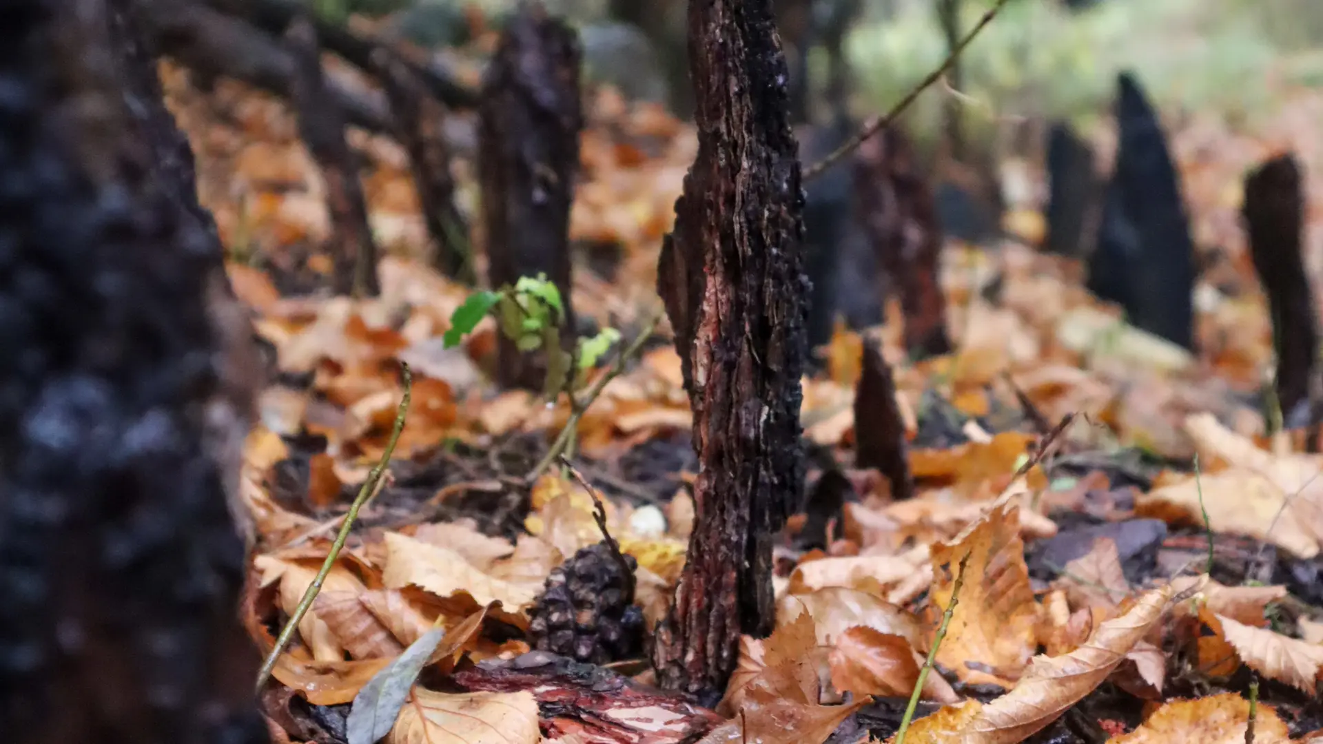 Sentier d'Art Puy-Saint-André
