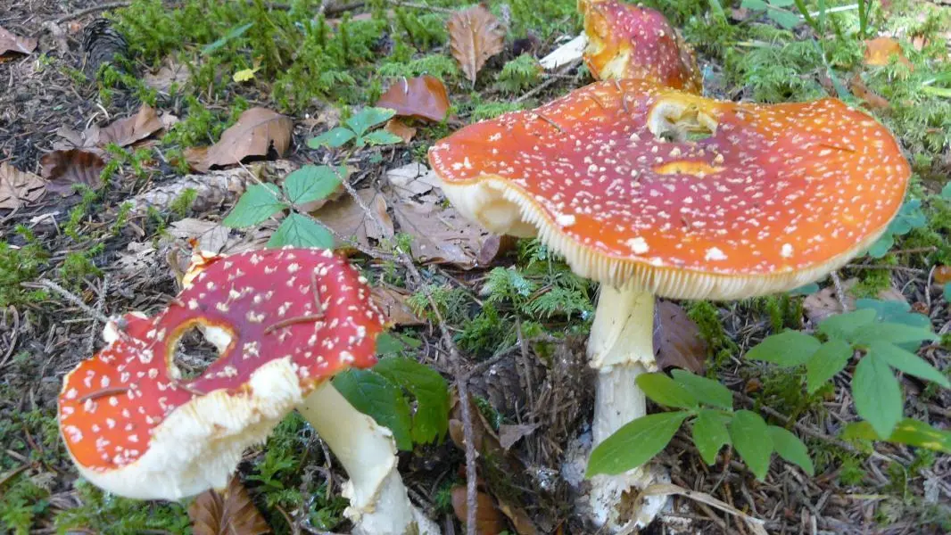 La ceuillette des champignons, mais attention ...