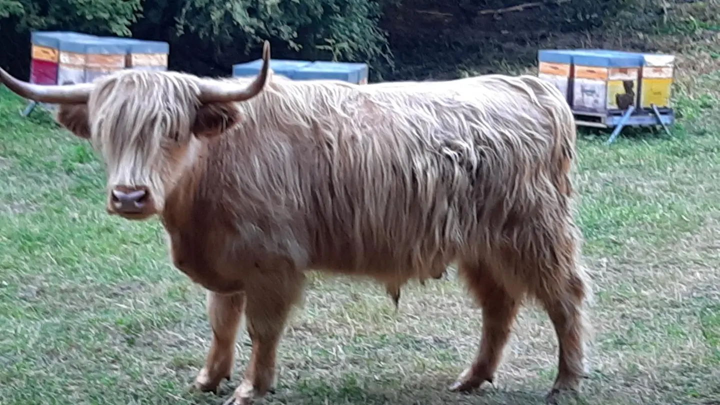 Boeuf Highland Cattle devant les ruches de l'apiculteur. Eté 2020. Petite balade du soir.