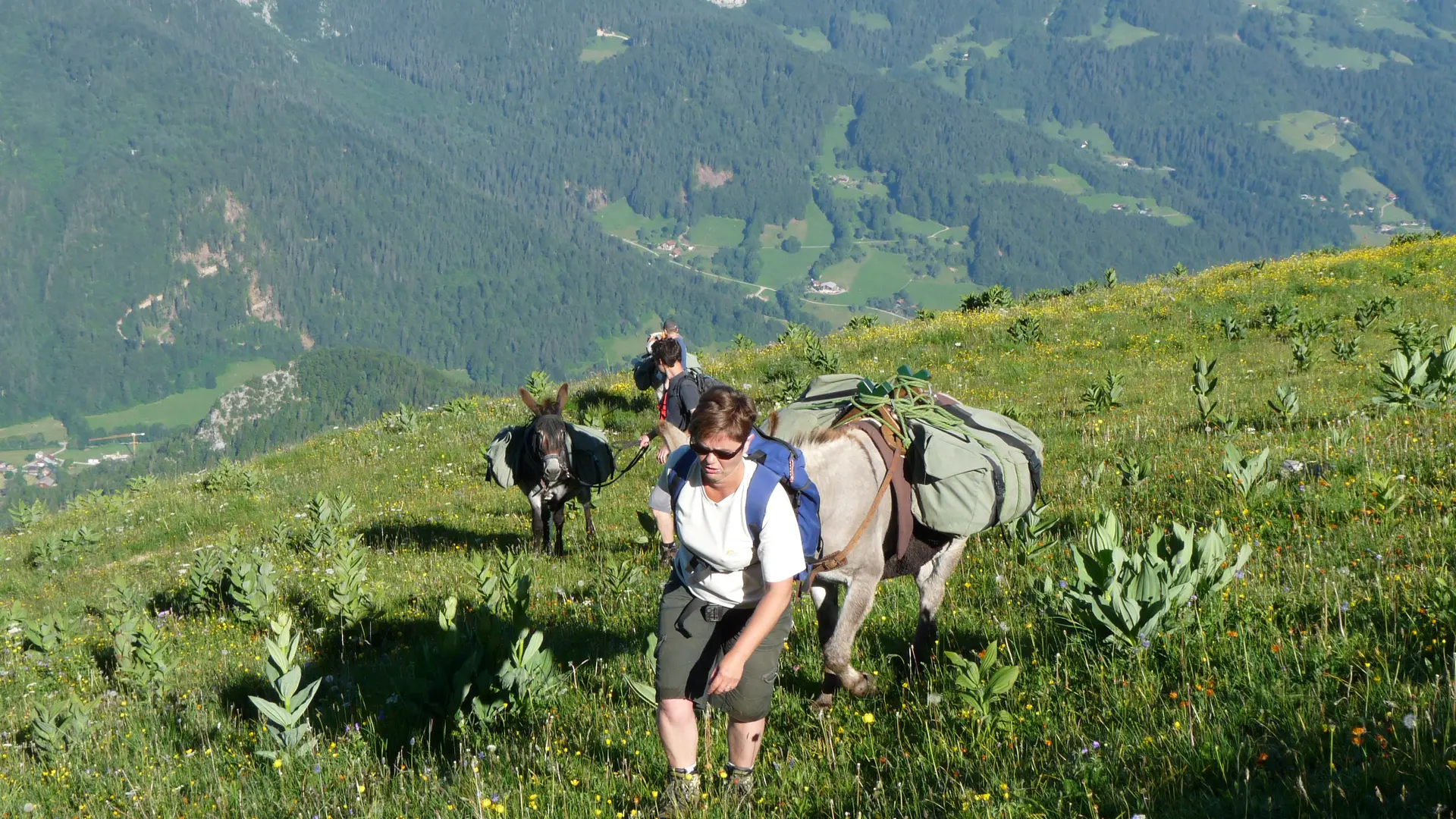 rando avec les ânes ânes et alpages