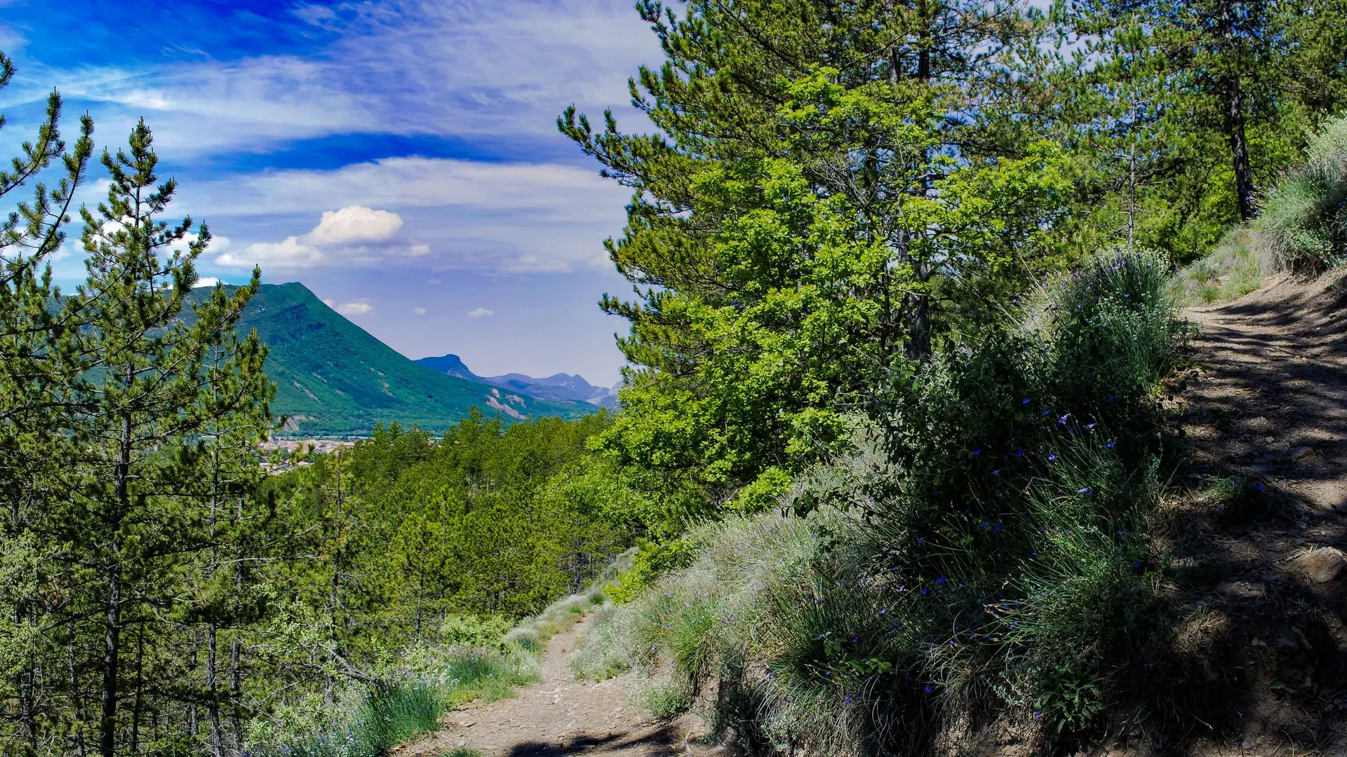 Charmant chemin ombragé
