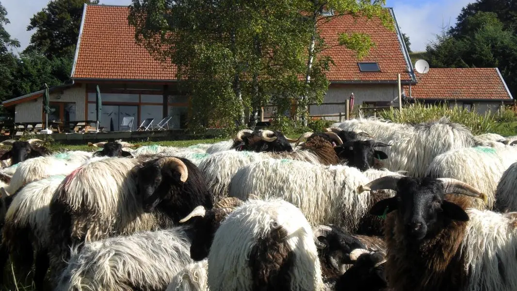 Les voisins: béliers, brebis et agneaux de la ferme au rythme du troupeau