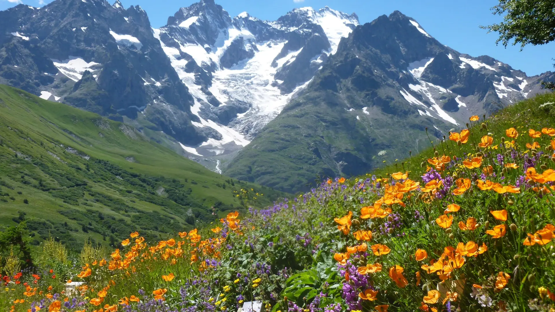 Massif de Meije et prairie de fleurs