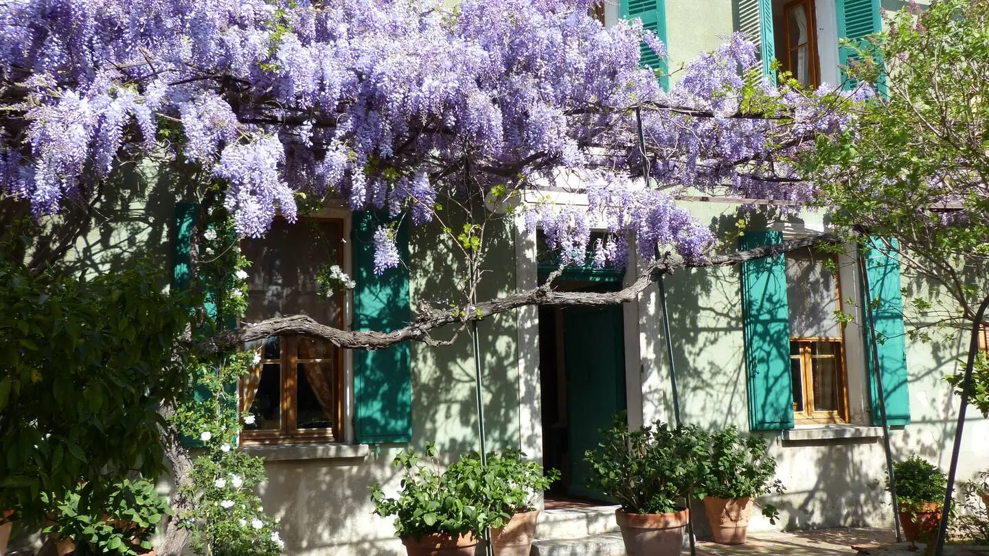 Façade avec Glycines