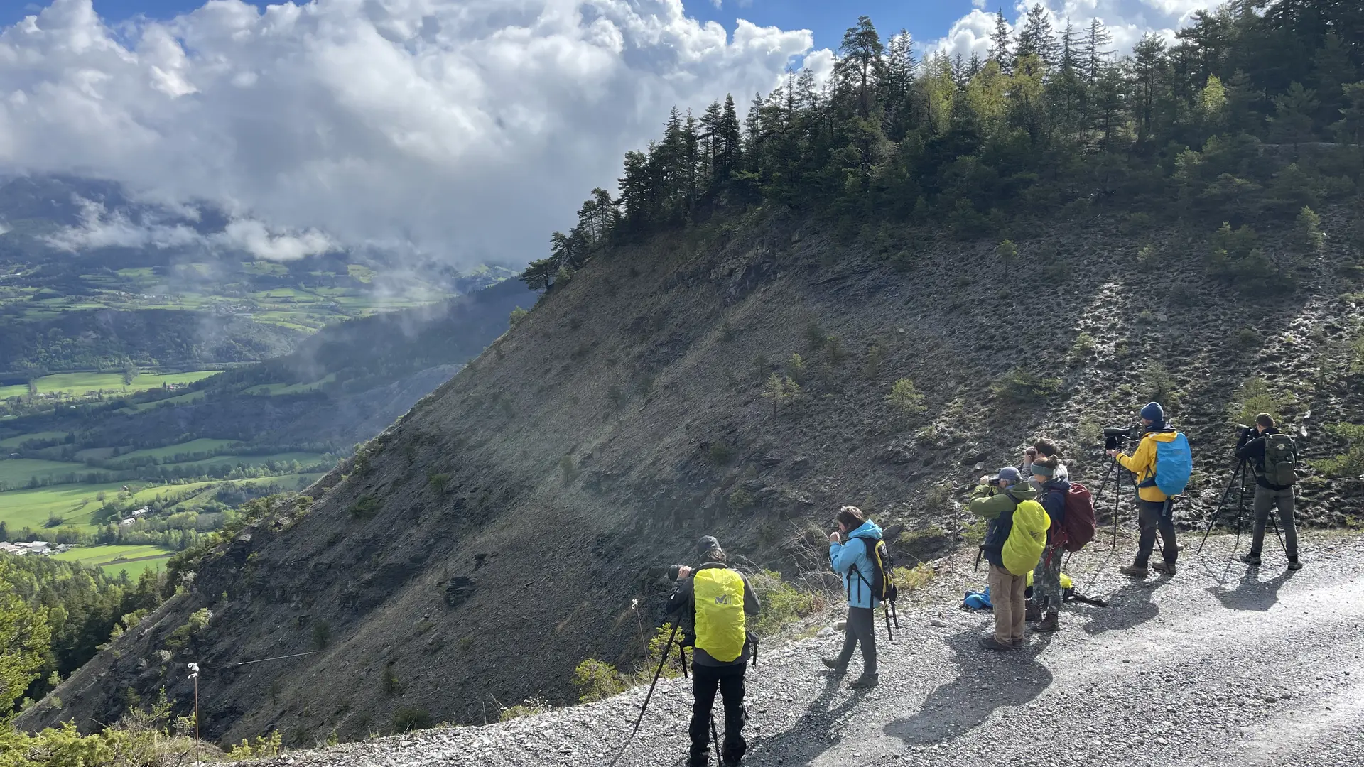 Observation oiseaux de montagne