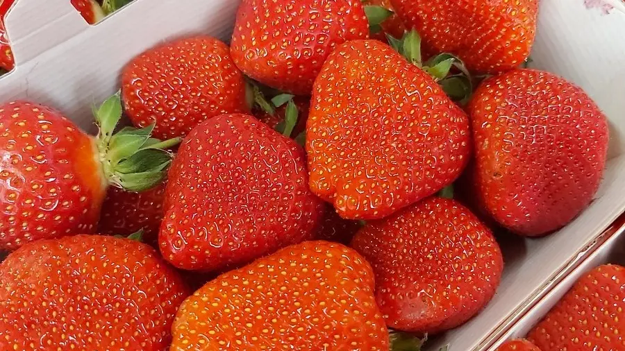 Producteur Bourgier & fils à Saint-Rémy-de-Provence