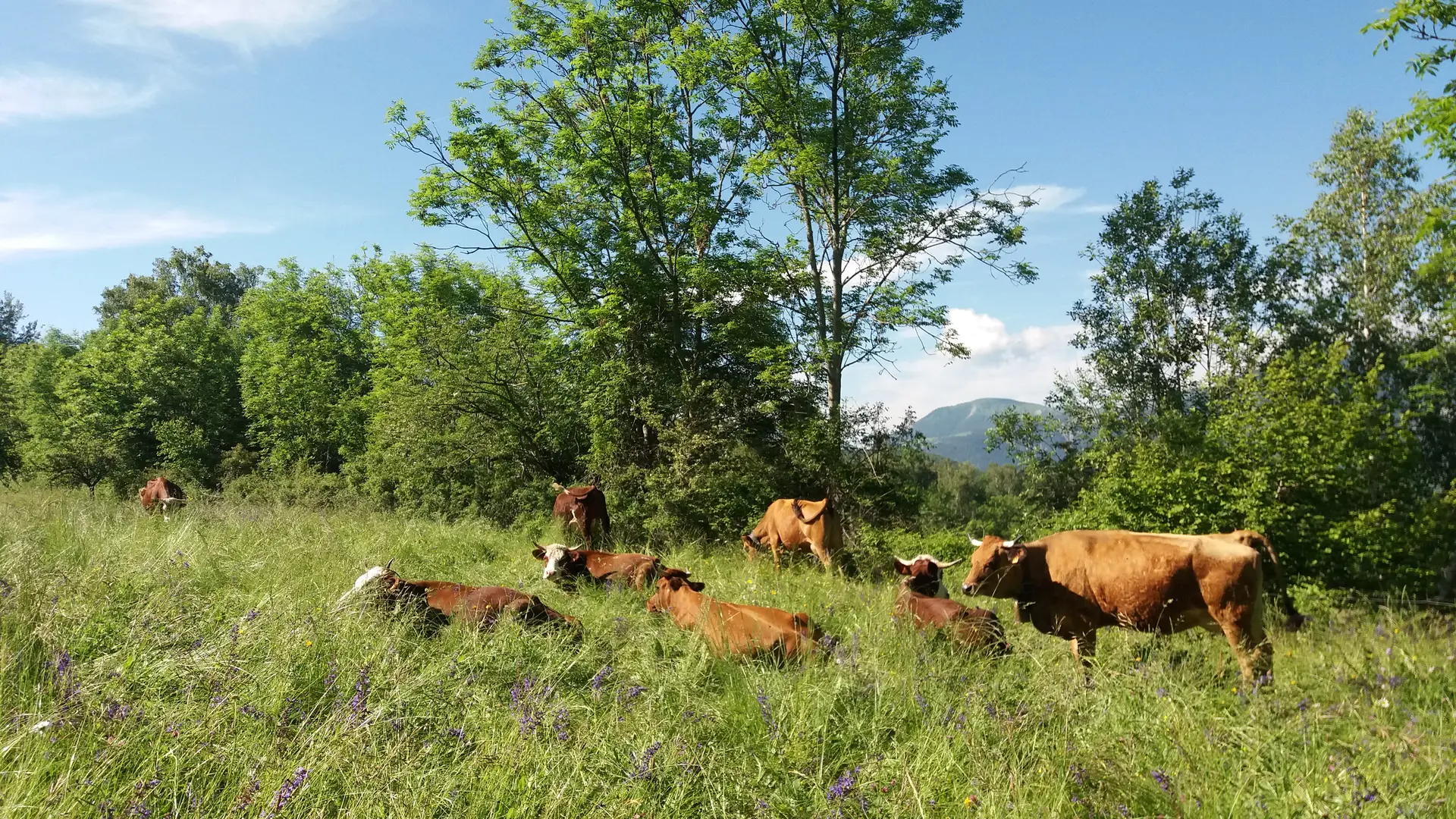 les vaches laitières