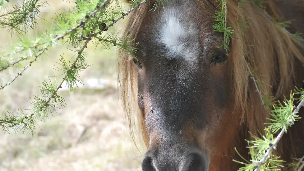 Élevage Le Galopin, ferme pédagogique SAVINES-LE-LAC
