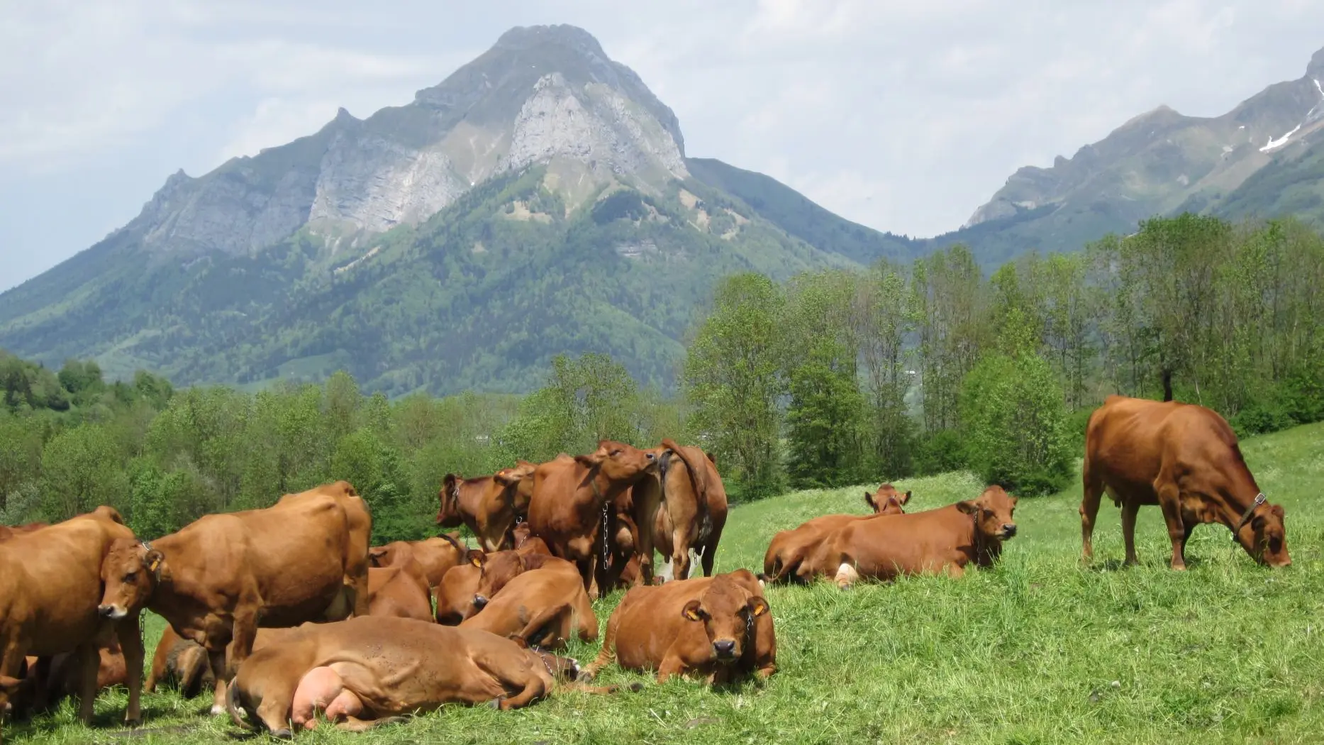 Vaches dans un champs