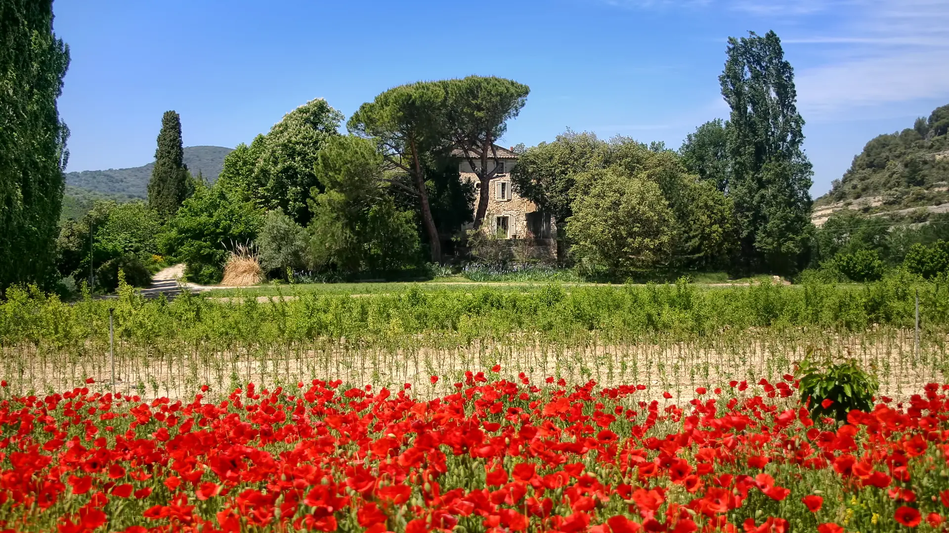 Coquelicot