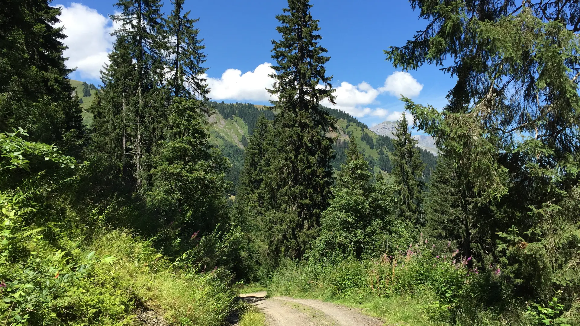 Chemin pédestre vers la forêt