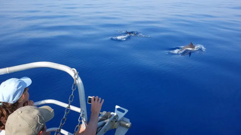 Sortie Observation des dauphins Espace Mer