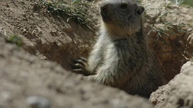 Jeune marmotte pointant son nez hors du terrier