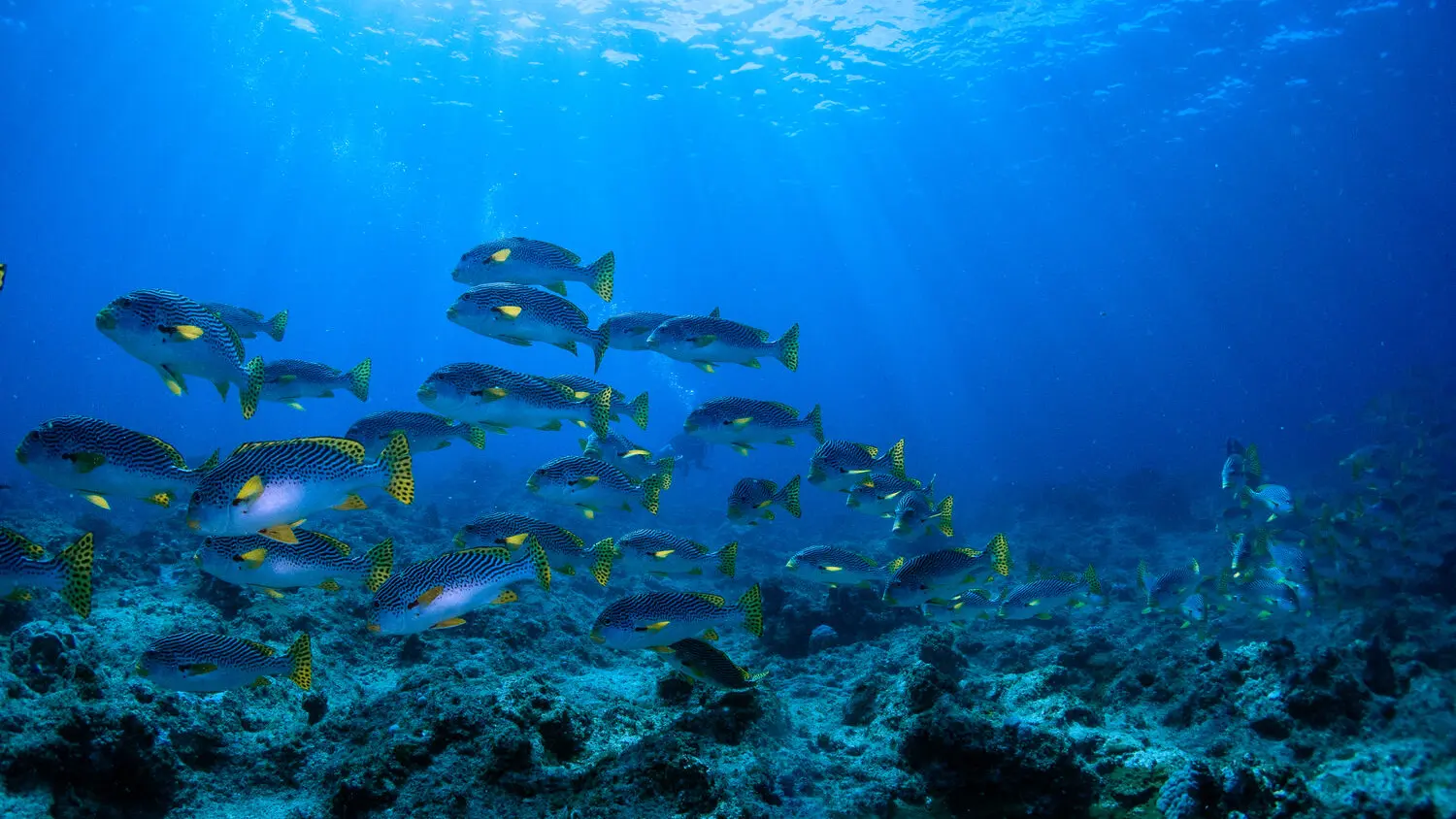 Faune marine - Lagon de Nouméa