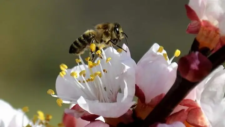 Abricotier en fleur - Domaine Julline