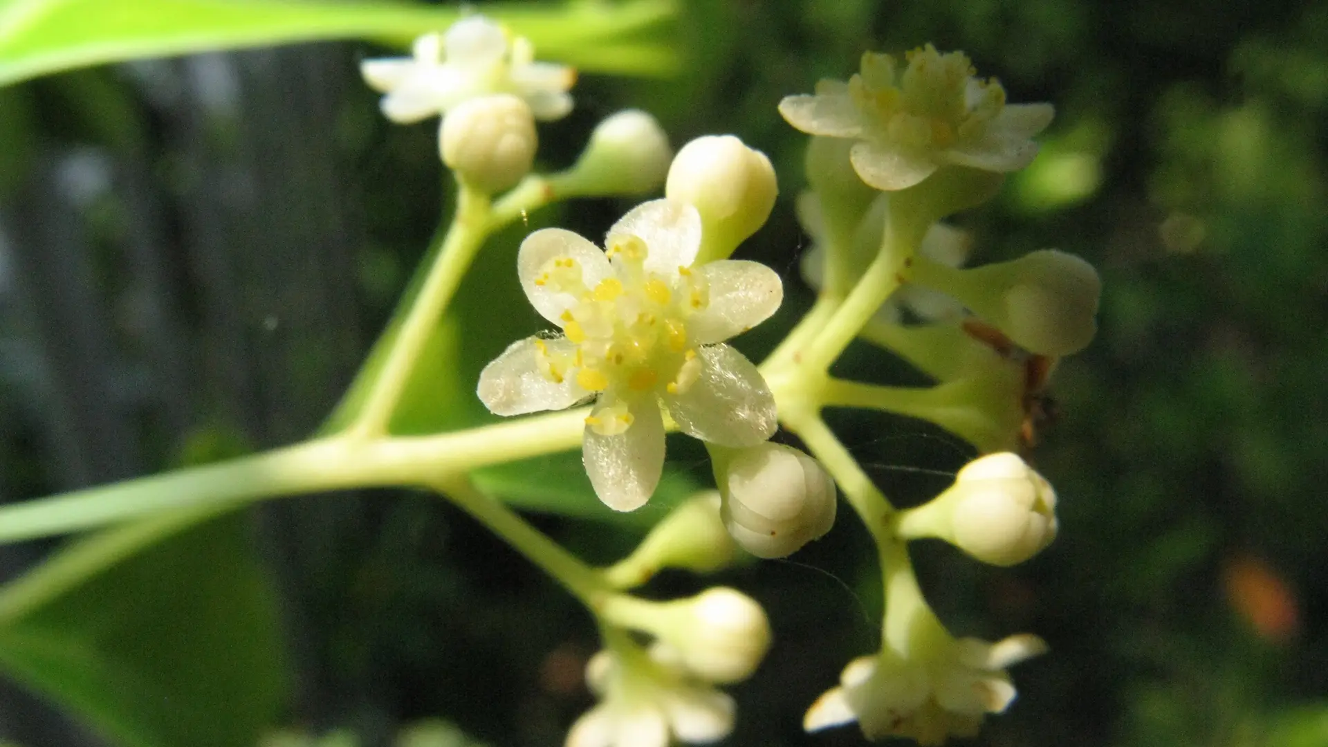 Cinnamomum Camphora fleur