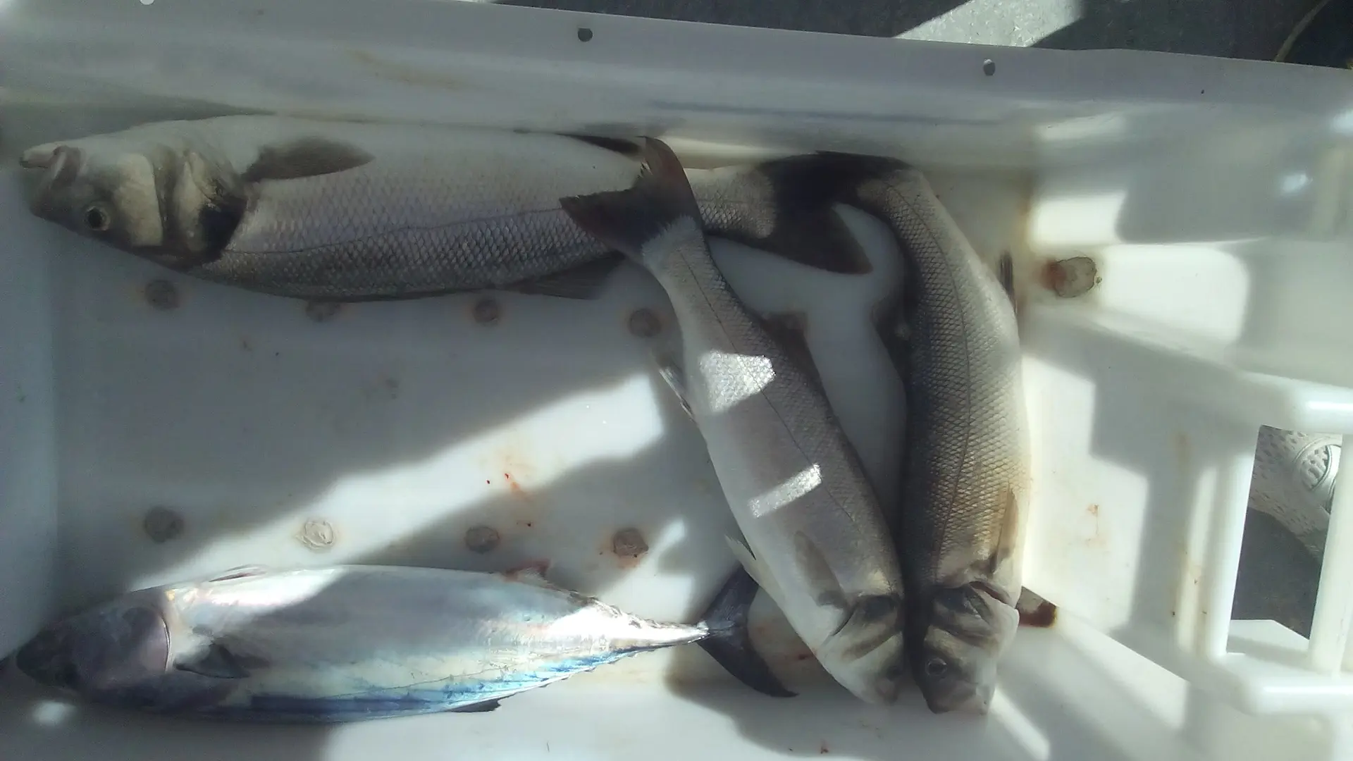 navire mytilicole stable et confortable