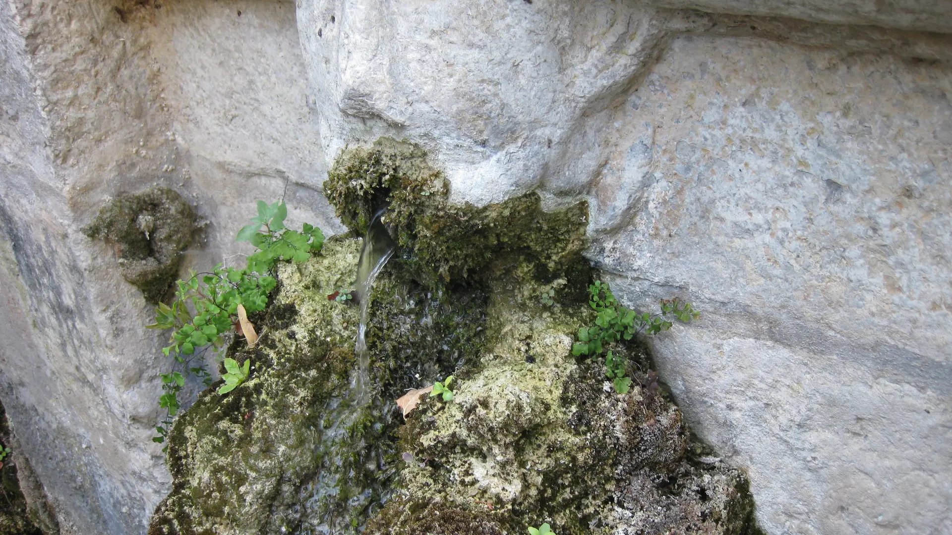 zoom sur une tête de la fontaine