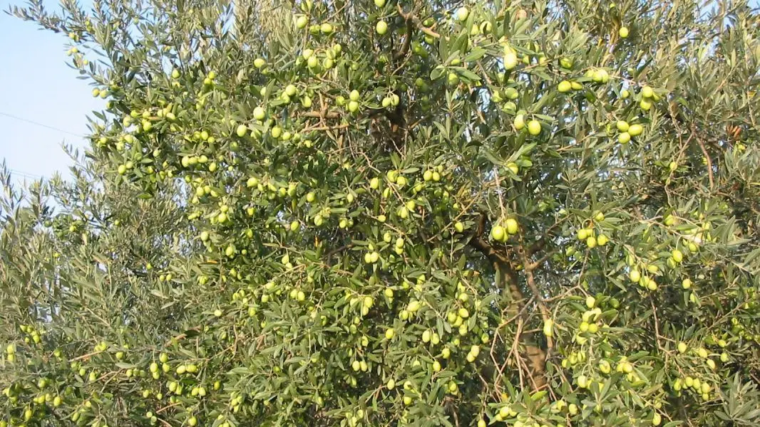 photo26