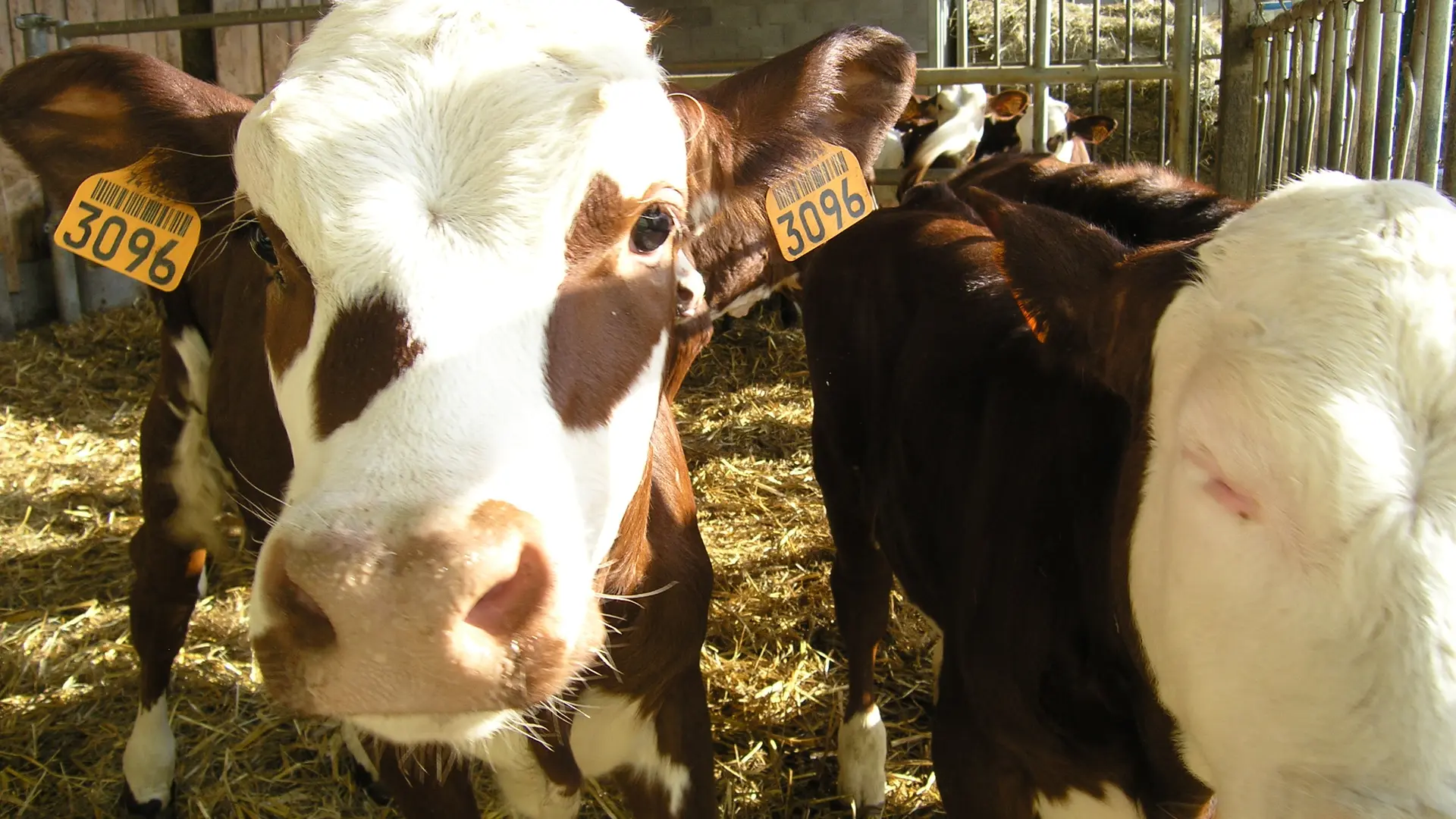 Vaches de la race Abondance