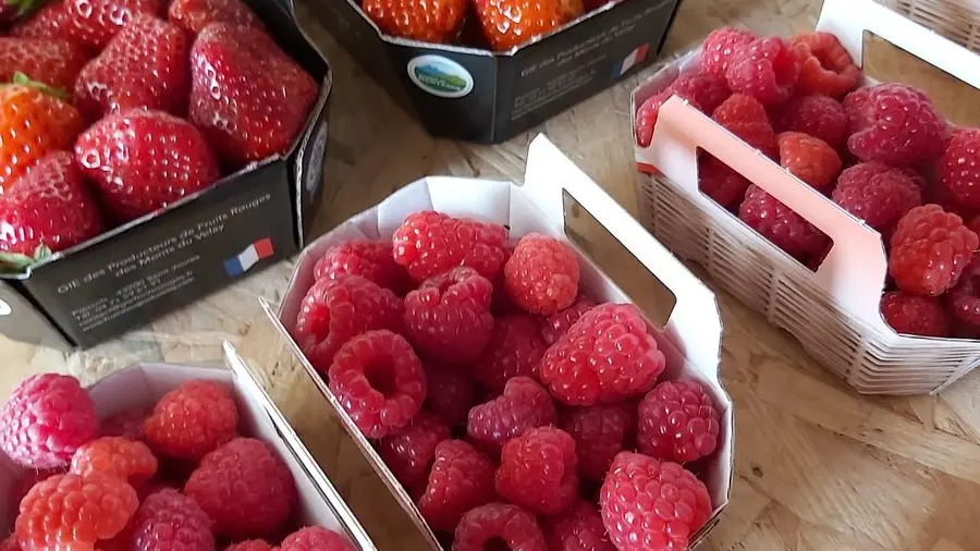 Producteur Bourgier & fils à Saint-Rémy-de-Provence