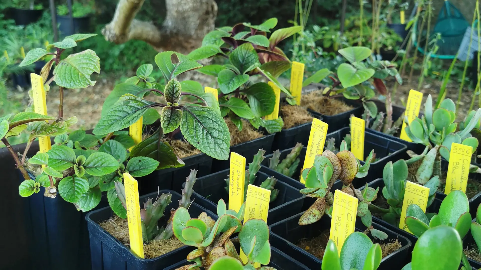 La pépinière du Domaine du Rayol_Rayol-Canadel sur Mer