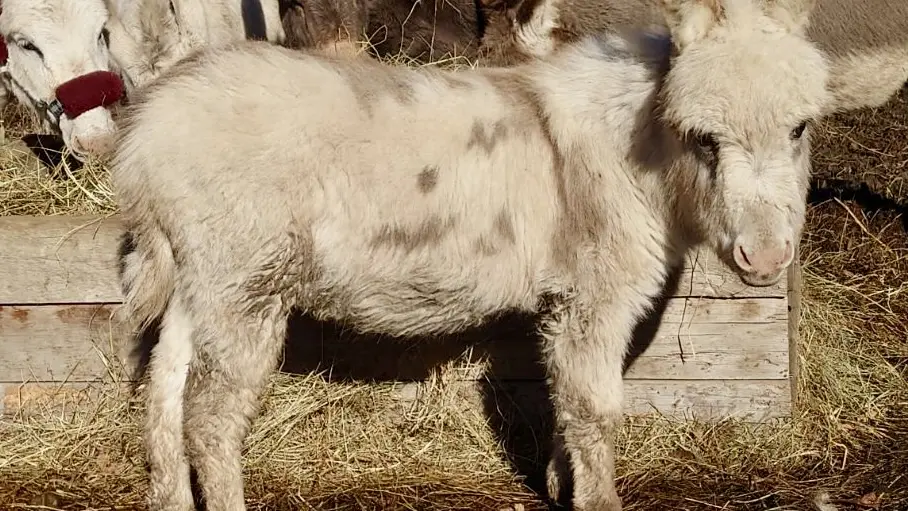 Élevage Le Galopin, ferme pédagogique SAVINES-LE-LAC