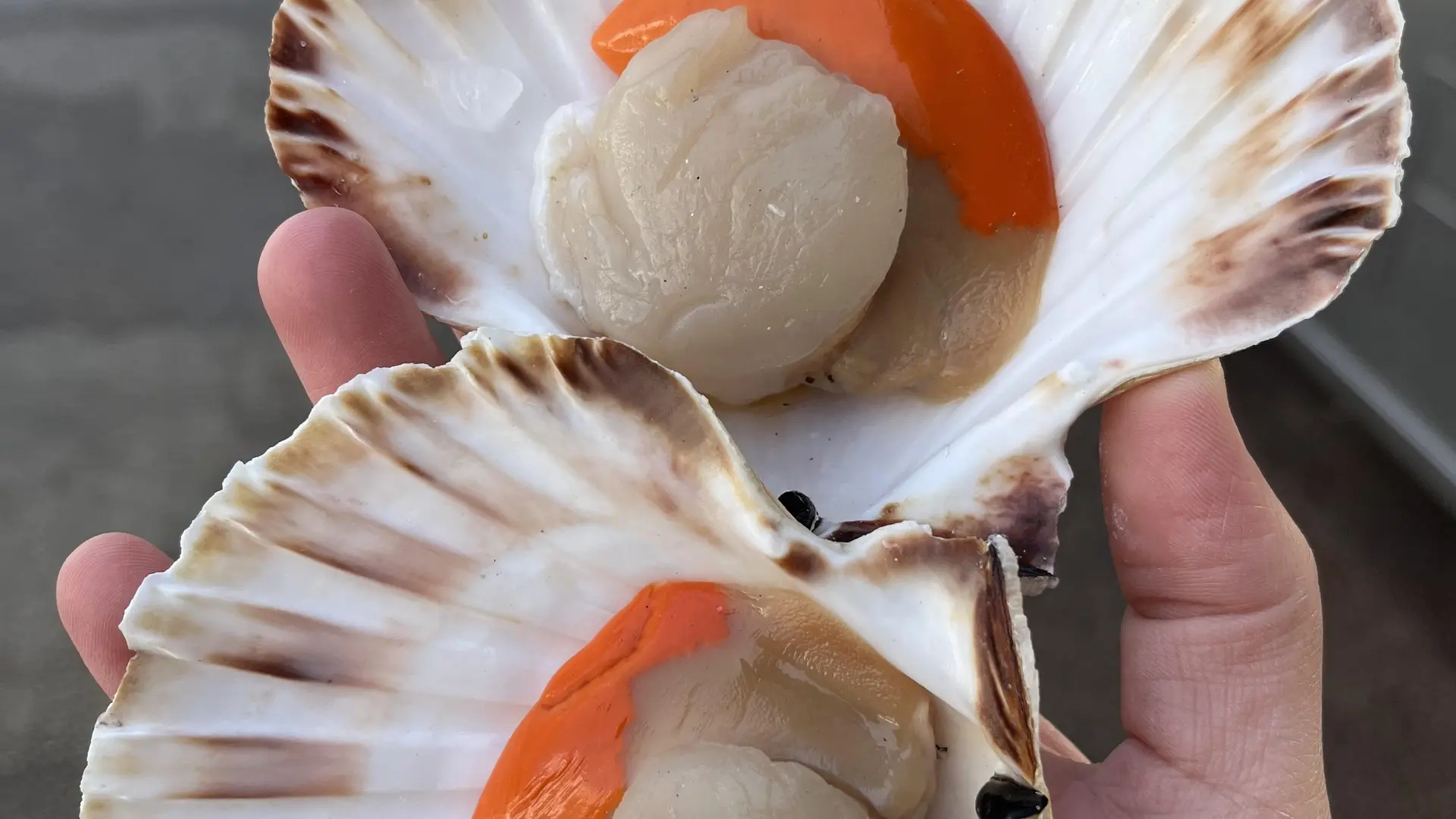 Vente de coquille Saint Jacques
