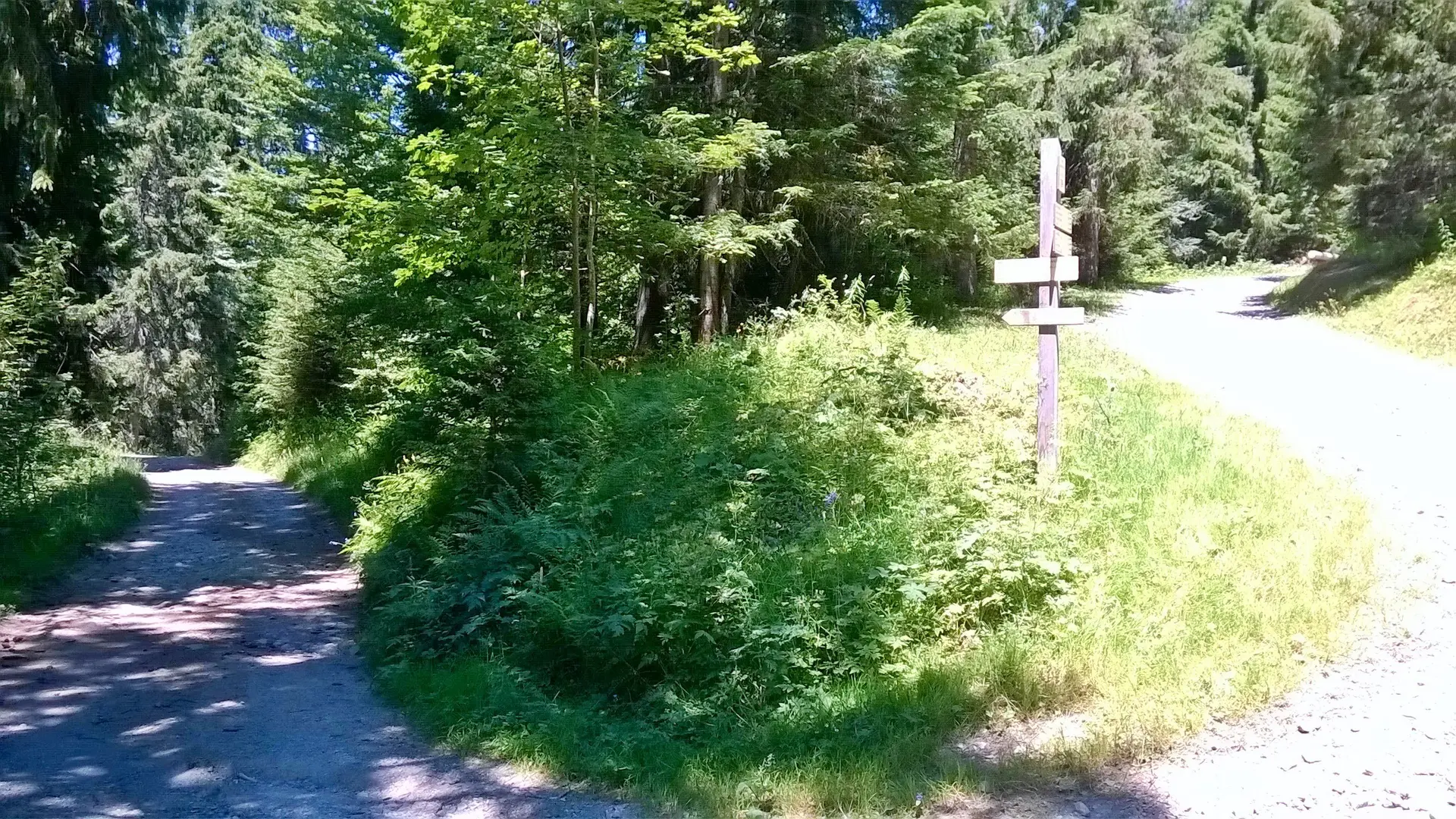 Chemin ombragé en forêt