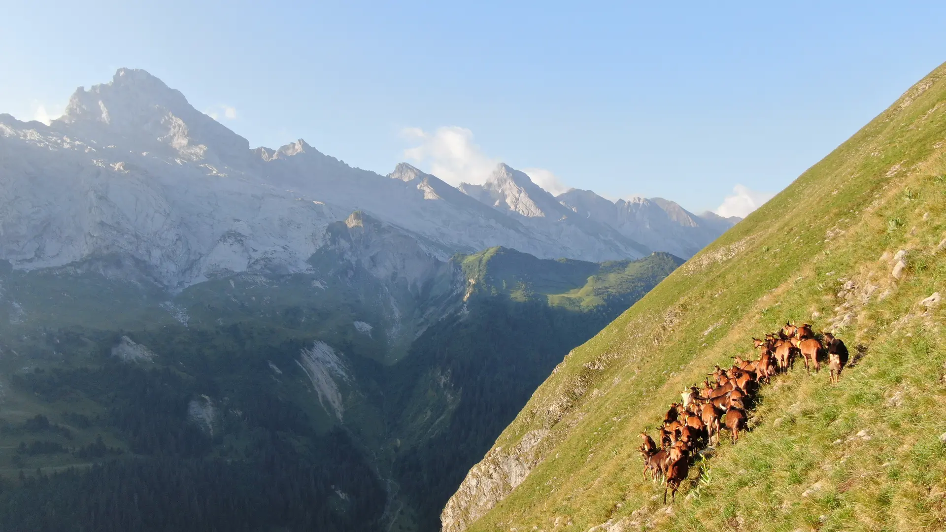 Vue aérienne d'une partie du troupeau sur les flancs de l'Almet
