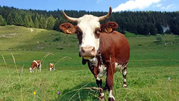 vache abondance