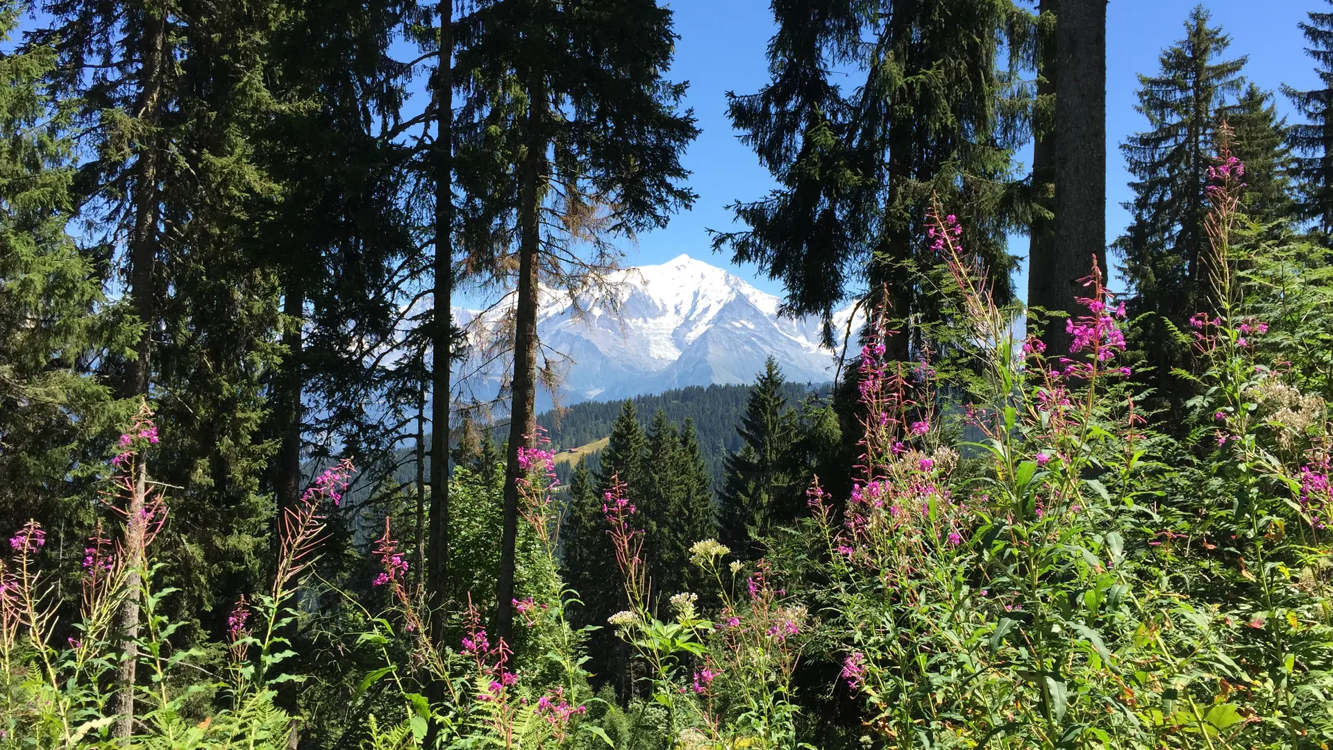 Fleurs et vue Mont-Blanc