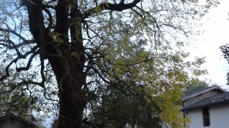 Ferme Passion Chambre Bresse - Lit 160 x 200