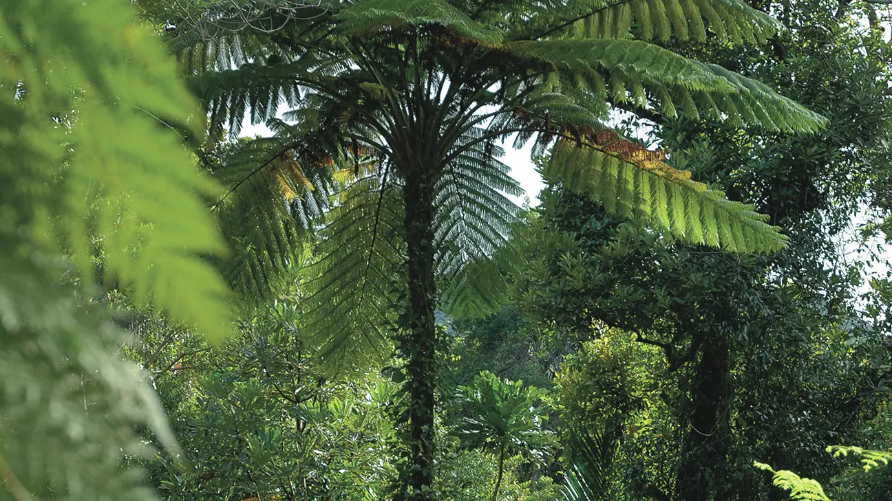 Fougère aborescente